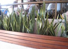 Kwikfynd Indoor Planting
napranum