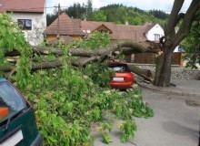 Kwikfynd Tree Cutting Services
napranum