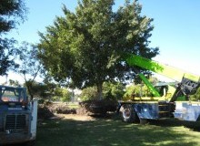 Kwikfynd Tree Management Services
napranum