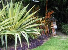 Kwikfynd Tropical Landscaping
napranum
