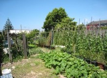 Kwikfynd Vegetable Gardens
napranum
